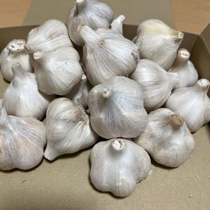 にんにく 福地ホワイト六片 1Kg 無農薬