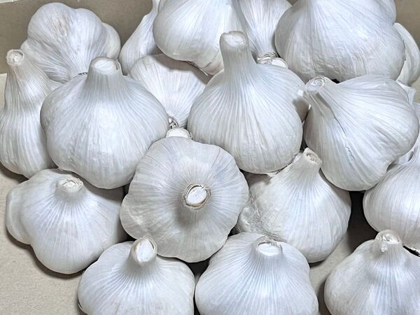 にんにく 福地ホワイト六片 1Kg 無農薬