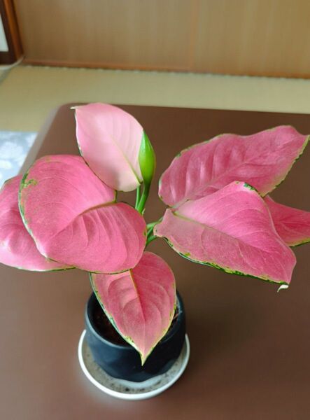観葉植物 ピンク色の葉が美しい 鉢植え