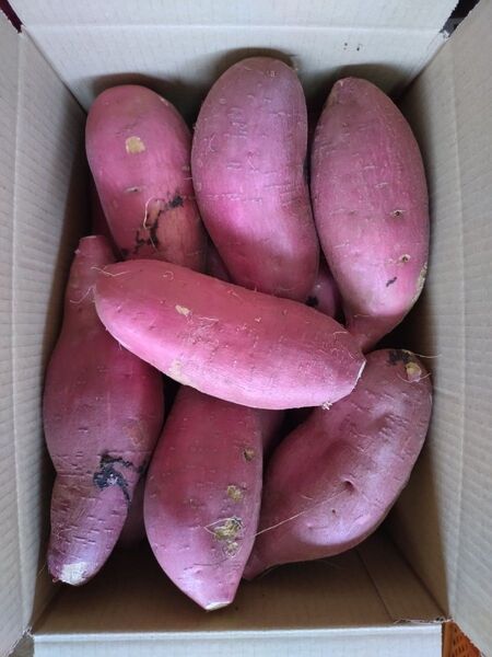56 さつまいも 紅はるか 洗い Lサイズ 5kg 訳あり