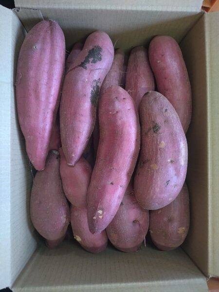 58 さつまいも 紅はるか 洗い Mサイズ 5kg 訳あり
