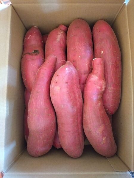 90 さつまいも 紅はるか 洗い Lサイズ 5kg 訳あり