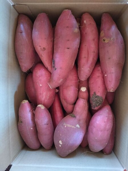 92 さつまいも 紅はるか 洗い Sサイズ 5kg 訳あり