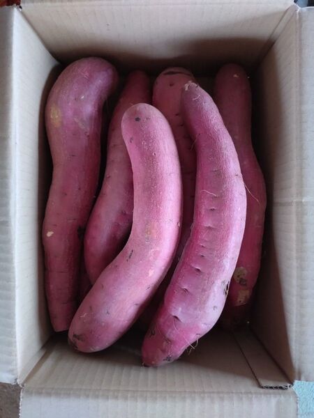 98 さつまいも 紅はるか 洗い 2Lサイズ 6kg 訳あり