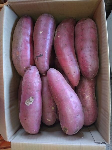 19さつまいも 紅はるか 洗い 2Lサイズ 10kg 訳あり