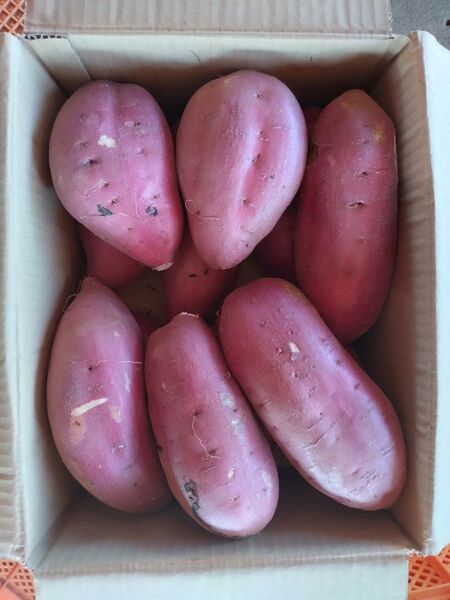 41 さつまいも 紅はるか 洗い 2Lサイズ 7kg 訳あり
