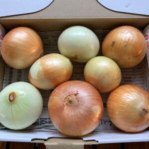 無農薬サイズ色々玉ねぎ 8個 (箱込み約1.35キロ)