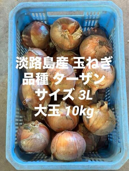 淡路島産 玉ねぎ サイズ 3L 大玉 10kg 品種 ターザン