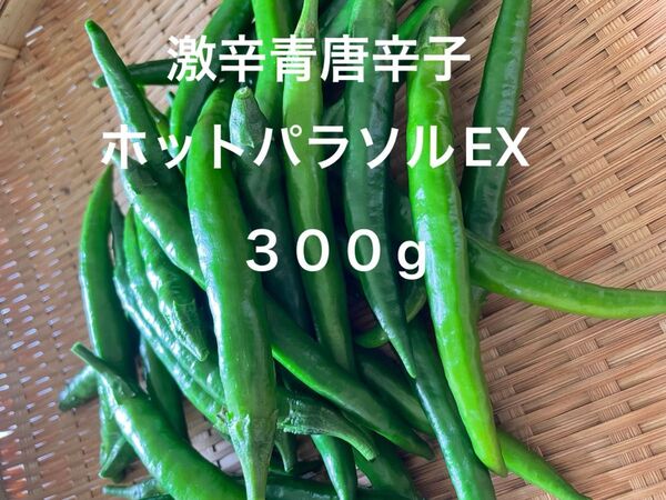 激辛青唐辛子 ホットパラソルEX 300g