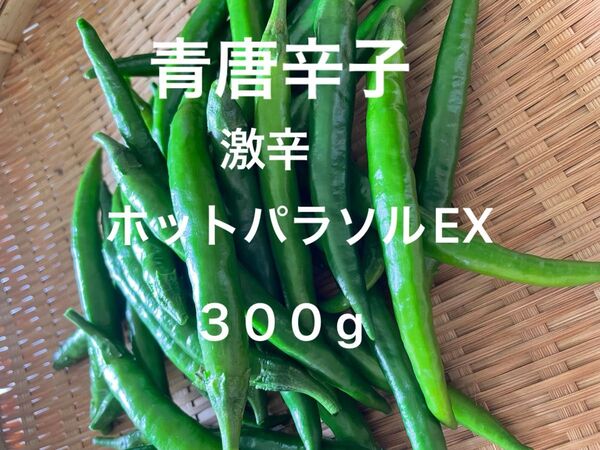 青唐辛子 激辛 ホットパラソルEX 300g