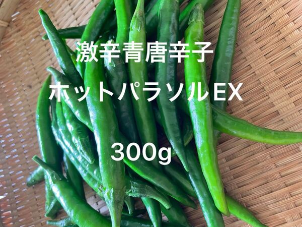 激辛青唐辛子 ホットパラソルEX 300g