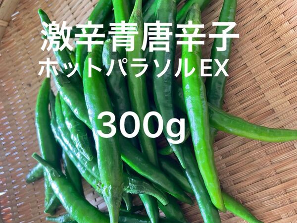 激辛青唐辛子 ホットパラソルEX 300g