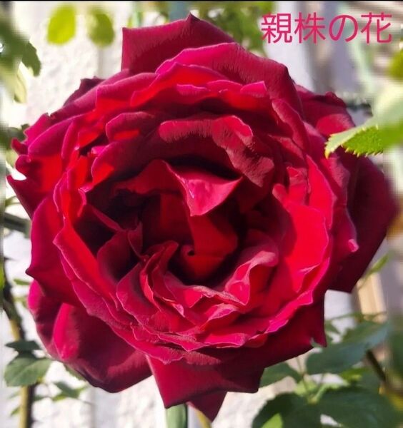 大輪 黒赤バラ HT 返り咲き ばら苗 挿木