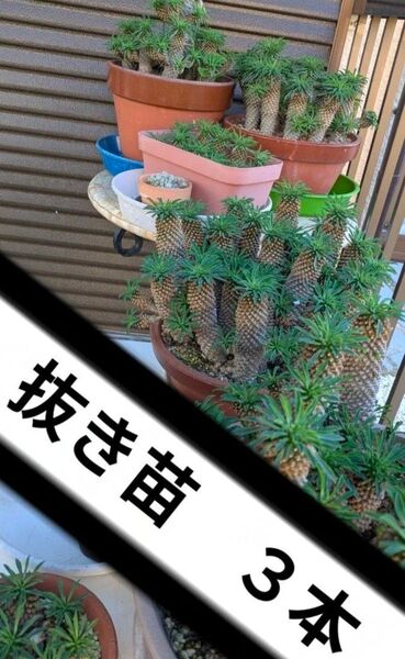 ソテツキリン 【小さめ3本】 パイナップルコーン 多肉植物 ⑨抜き苗 観葉植物