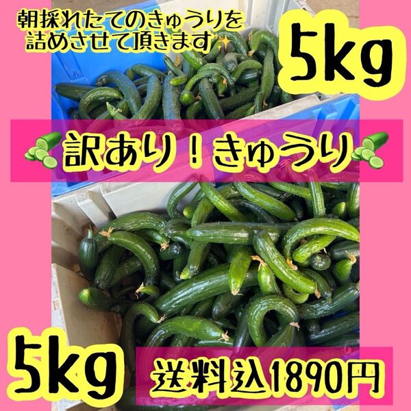 きゅうり(訳あり!)5kg