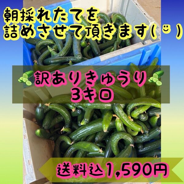 きゅうり(訳あり!)3kg