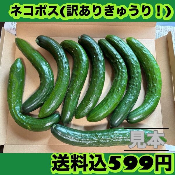 きゅうり(訳あり!)ネコポス