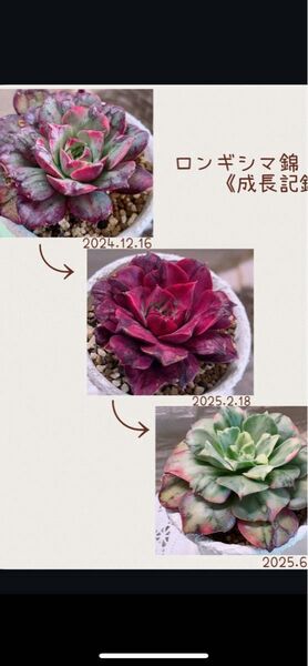 丸葉 ロンギシマ錦 覆輪 抜き苗 レア 多肉植物 エケベリア 二枚目から出品苗