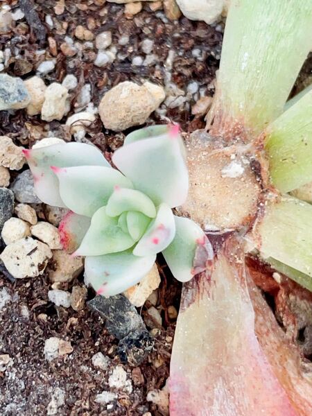 ギルバのバラ錦 レア 多肉植物 エケベリア 覆輪 抜き苗発送 摘心株