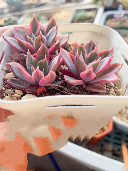 ヘラ錦/Echeveria hera錦 多肉植物 エケベリア 綺麗な斑入り