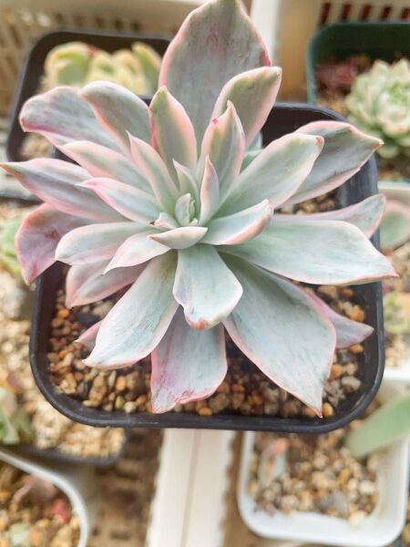 ヘラ錦/Echeveria hera錦 多肉植物 エケベリア 綺麗な斑入り 7CM容器 抜き苗発送