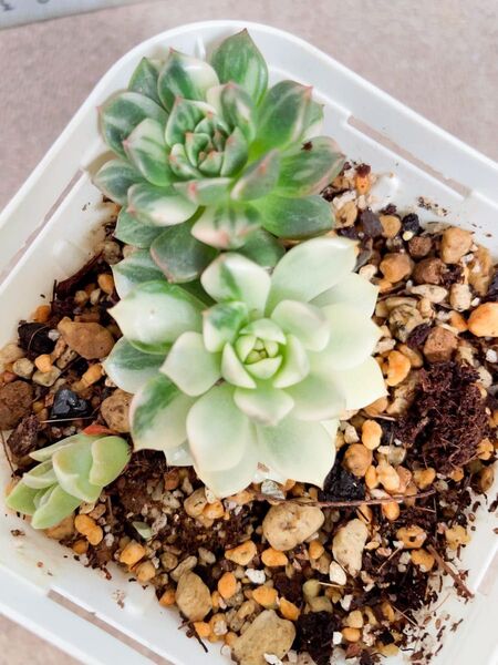 オリビア錦 ニ苗 抜き苗 美斑入り 多肉植物