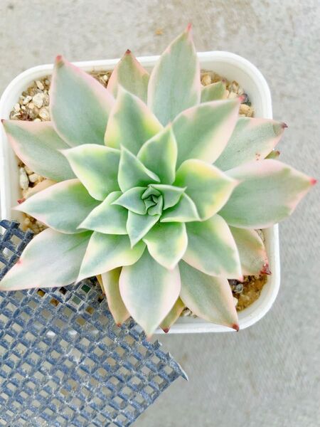メロン錦 抜き苗 美斑入り 多肉植物 エケベリア 綺麗な覆輪 抜き発送