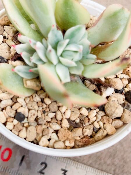 風声錦 摘心株 二頭美斑入り 多肉植物 エケベリア 抜き発送