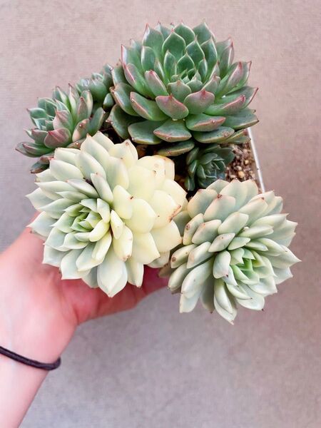 オリビア錦 大群苗 抜き苗 美斑入り 多肉植物