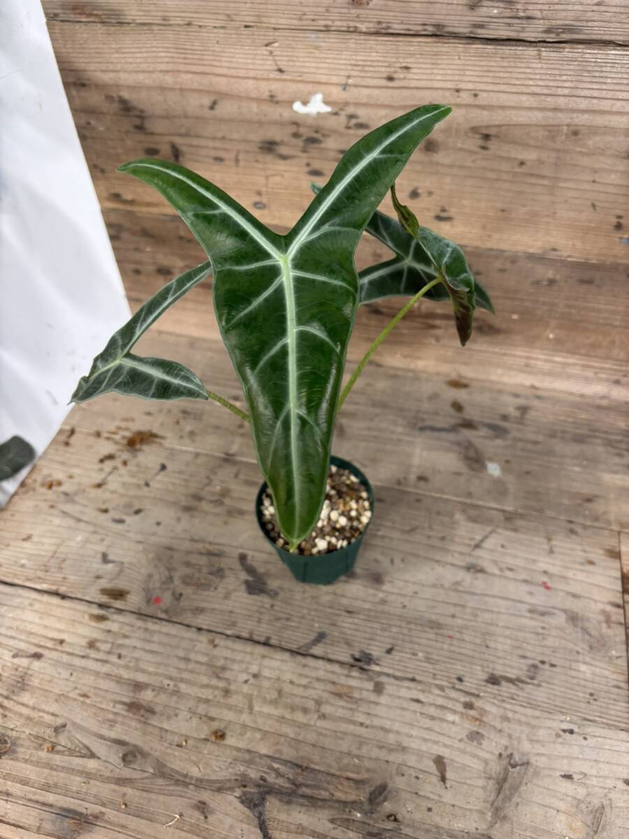 アロカシア　斑入り2点セット アロカシア 斑入り2点セット