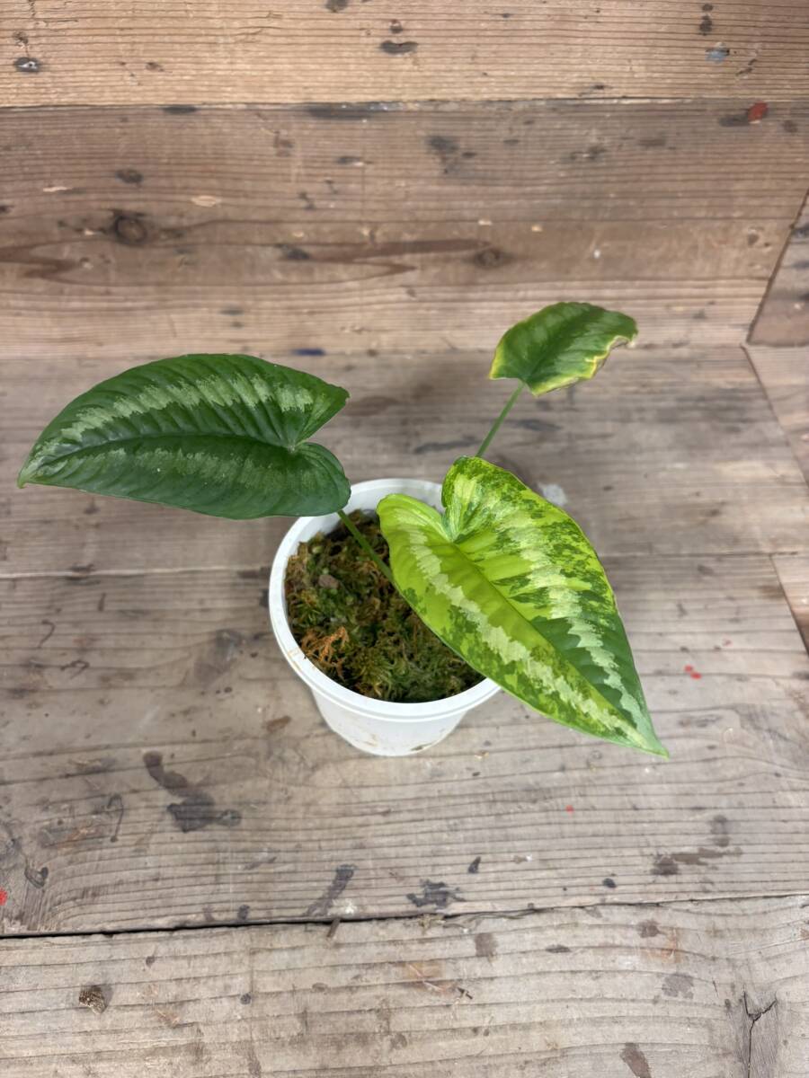 2025年最新】Yahoo!オークション -アロカシア 斑入りの中古品