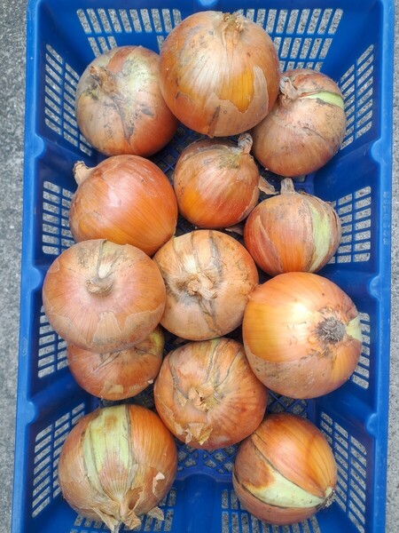 淡路島産 玉ねぎ 5キロ 訳あり品