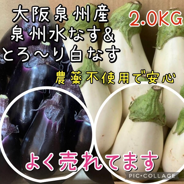 大阪泉州産 泉州水なす とろ~り白なす 農薬不使用 2kg 野菜セット