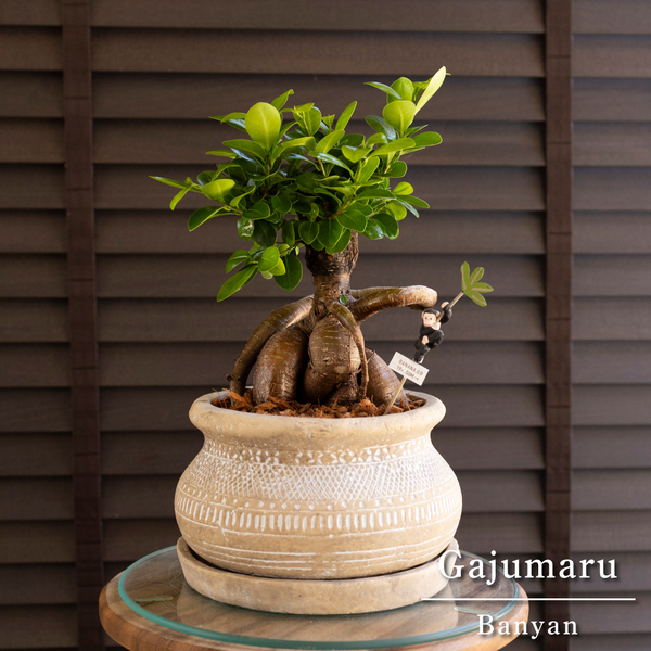 ガジュマルの木 7号 陶器鉢 ピック付 観葉植物 ガジュマル 多幸の木 0803BE