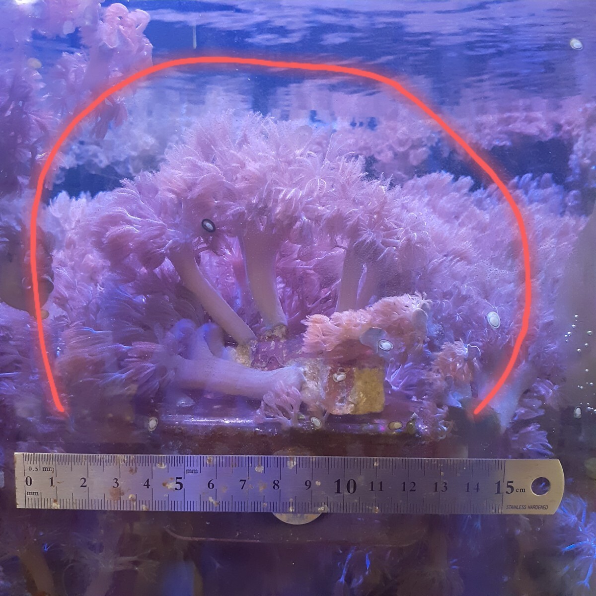 2025年最新】ライブロックのおすすめ商品一覧 - Yahoo!オークション