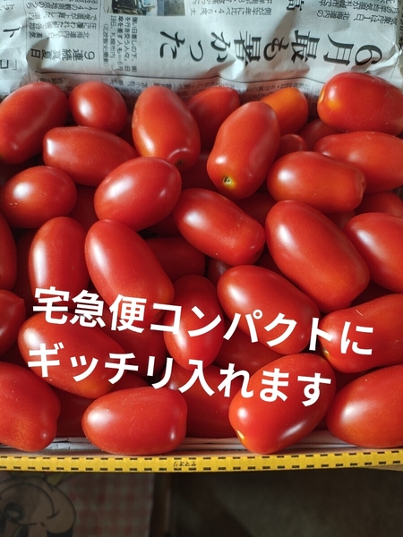 北海道産ミニトマト アイコ 宅コン