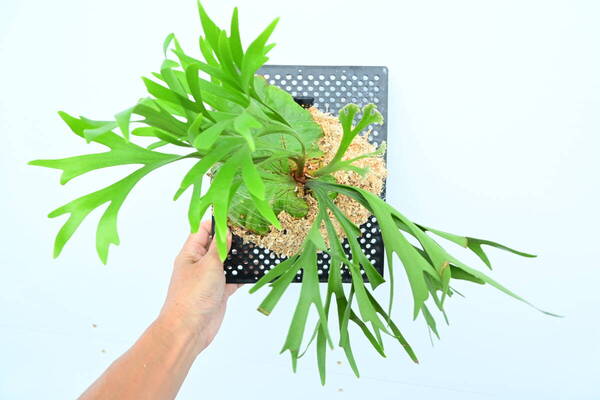 P.Mt.kitshakood thin frond spored① 在庫僅か @ビカ森wife 送料無料(出品者負担) キッチャクード ビカクシダ