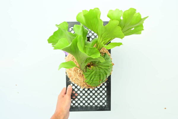 P.ridleyi 'Monkey King' TC大株 @ビカ森wife 送料無料(出品者負担) リドレイモンキーキング ビカクシダ