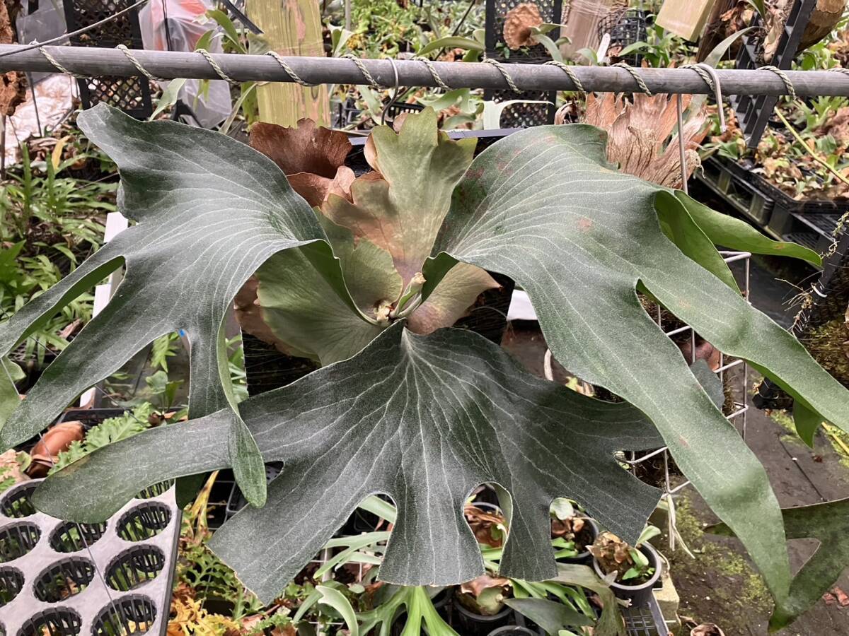 Yahoo!オークション -「ビカクシダ ヒリー」(観葉植物) の落札