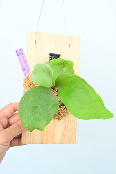 P.willinckii cv.bogor wild spored② @ビカ森wife 送料無料(出品者負担) ウィリンキーボゴール ビカクシダ