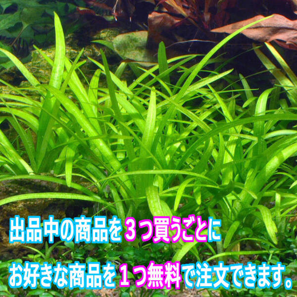 10株(水草)ピグミーチェーンサジタリア 水上葉 草むらのような前景を作る水草 簡単で強い CO2無添加でも育つ