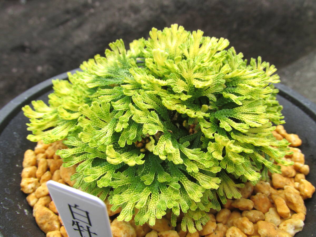 Yahoo!オークション -「いわひば イワヒバ」(鉢植え) の落札相場