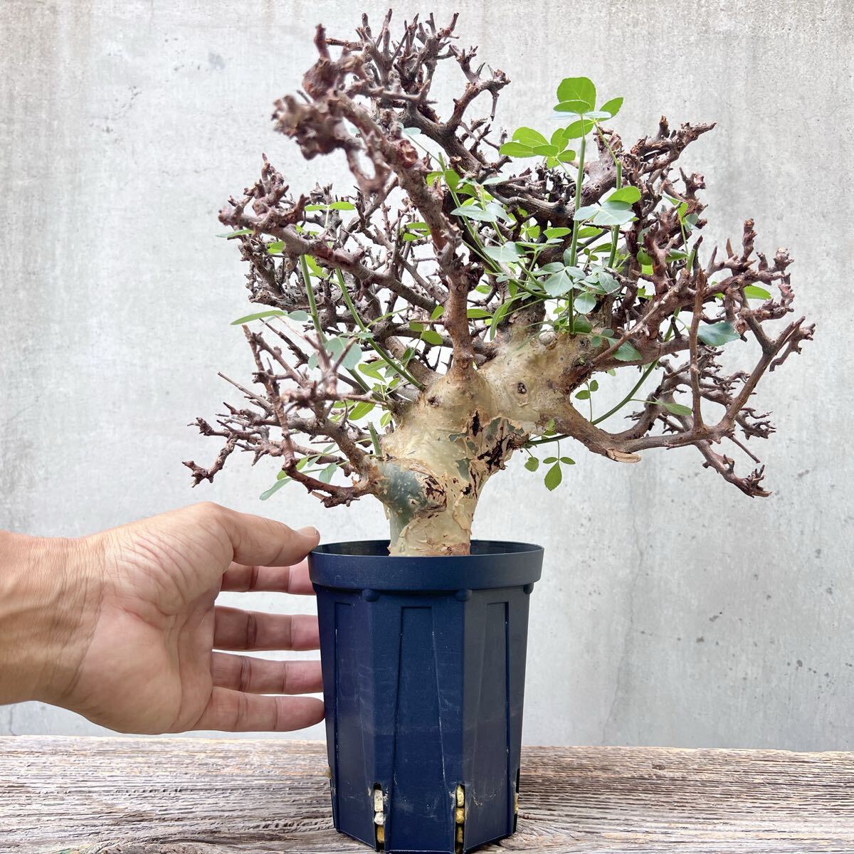 Yahoo!オークション -サボテン(観葉植物)の落札相場・落札価格