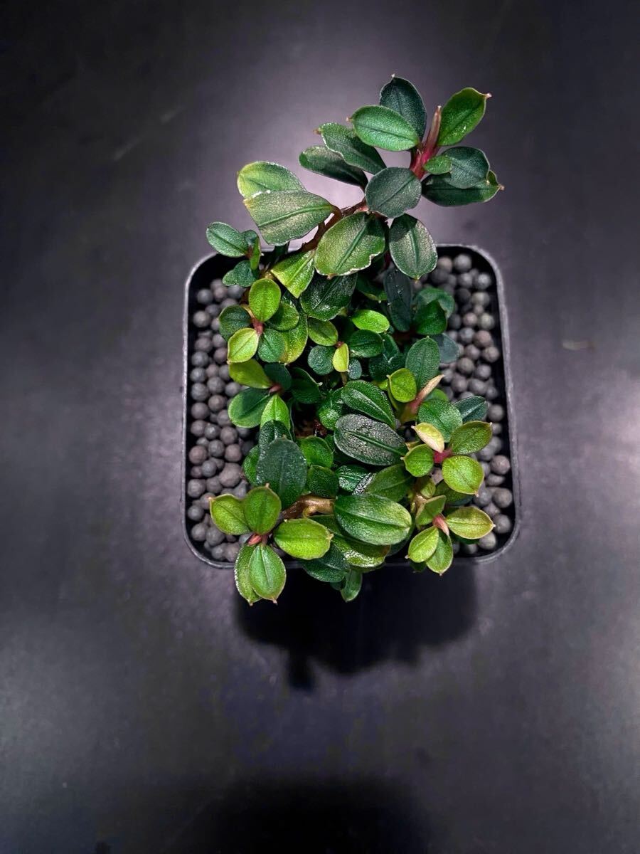 ブセファランドラ bucephalandra レア株 一点物 Bucephalandra sp. Blue Purple 大株 2020.7 No.43