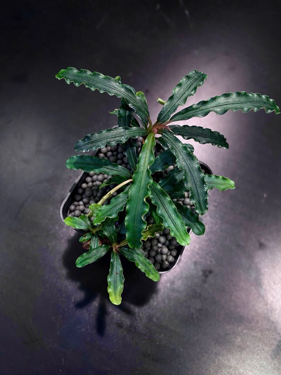 ブセファランドラ BLACK Kapuas レア品 2025年最新】ブセファランドラ ブラックの人気アイテム - メルカリ