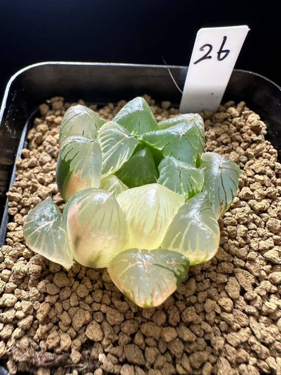 Yahoo!オークション -「ハオルチア 赤い鳥」の落札相場・落札価格