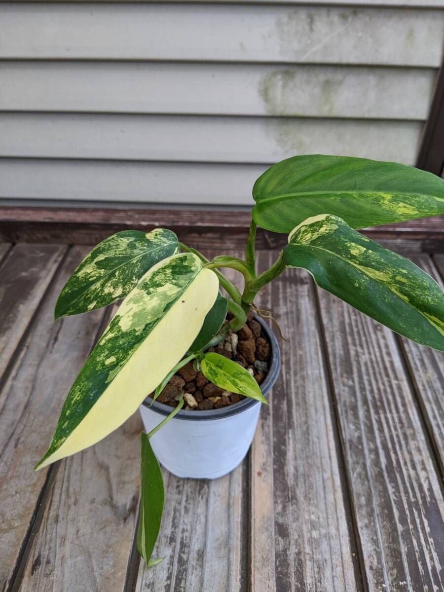 フィロデンドロン　ソノラ　大株　3.5号 Yahoo!オークション -「フィロデンドロン・」(花、園芸) の落札