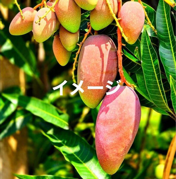 ☆★SALE★☆農民黨1號 マンゴー苗木 接木苗 1本 送料込み 希少