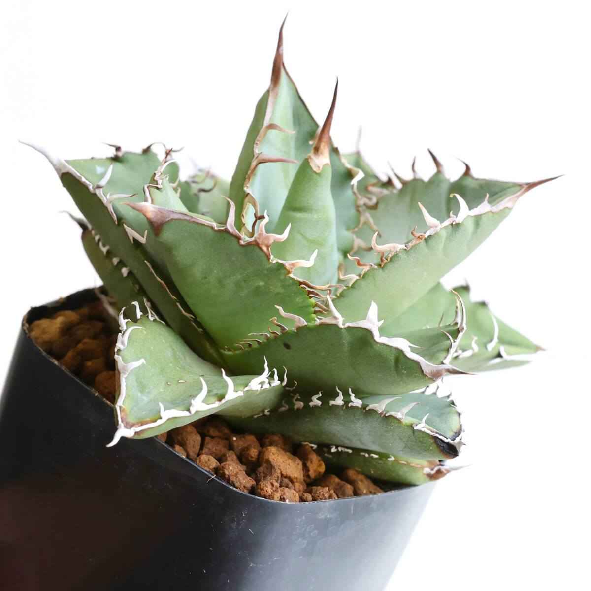 2025年最新】Yahoo!オークション -オアハカ の中古品・新品・未