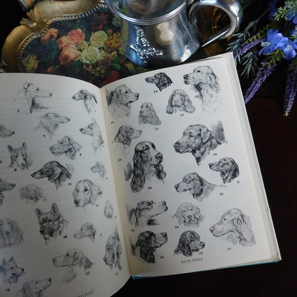 レア+。*゜+ 英国の犬の洋書 1958年 犬の育て方 イラスト豊富 ヴィンテージ本 動物図鑑 洋書 アンティーク イギリス ディスプレイ